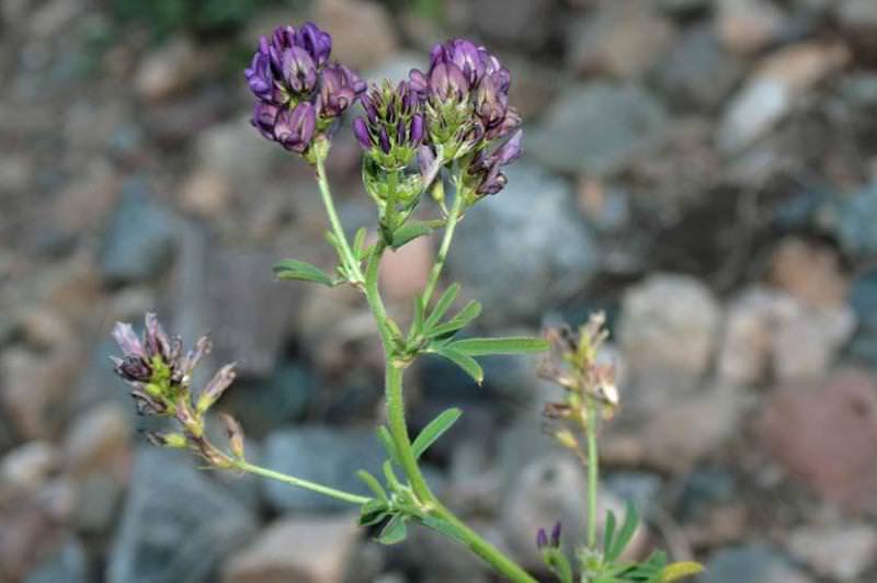 Растение люцерна посевная