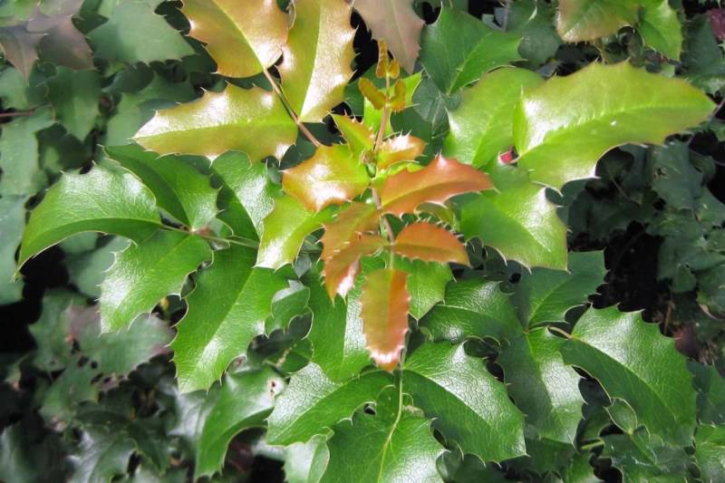 Выращивание и лечебные свойства магонии падуболистной