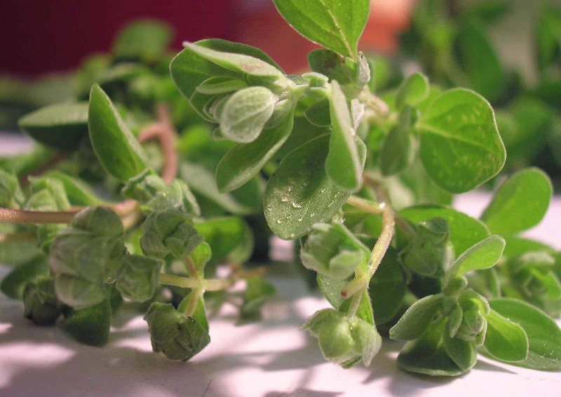 Что такое майоран?