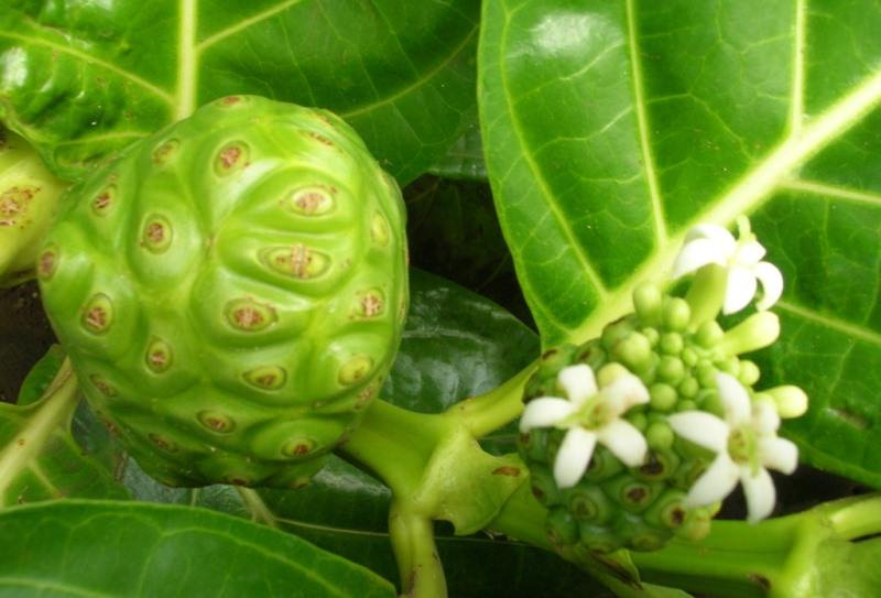 Вечнозеленая моринда лимонолистная