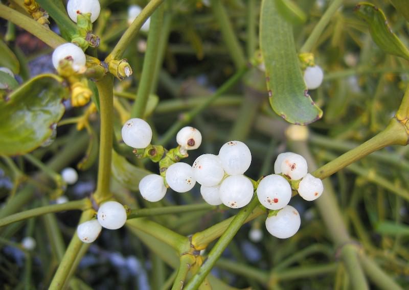 Лекарственное растение омела белая