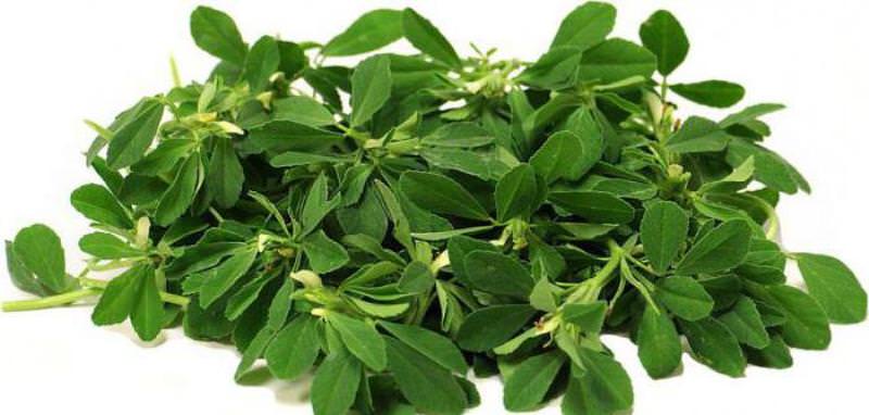 Кавказская приправа — ореховая трава