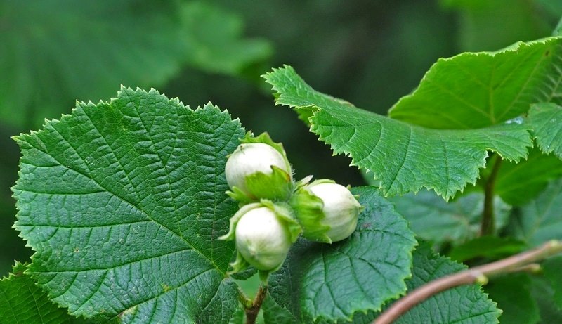 Что представляет орешник