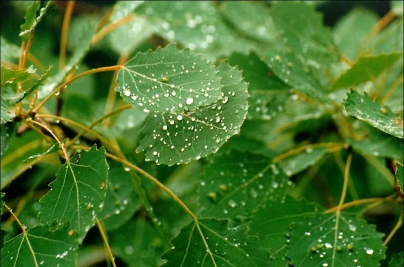 Как выглядит и растет осина