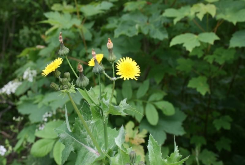В чем польза осота огородного?