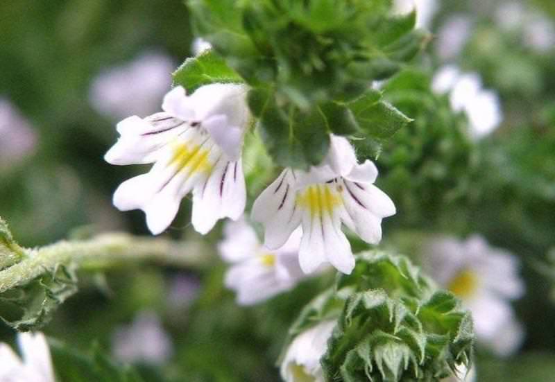 Трава очанка: лечебные свойства и противопоказания