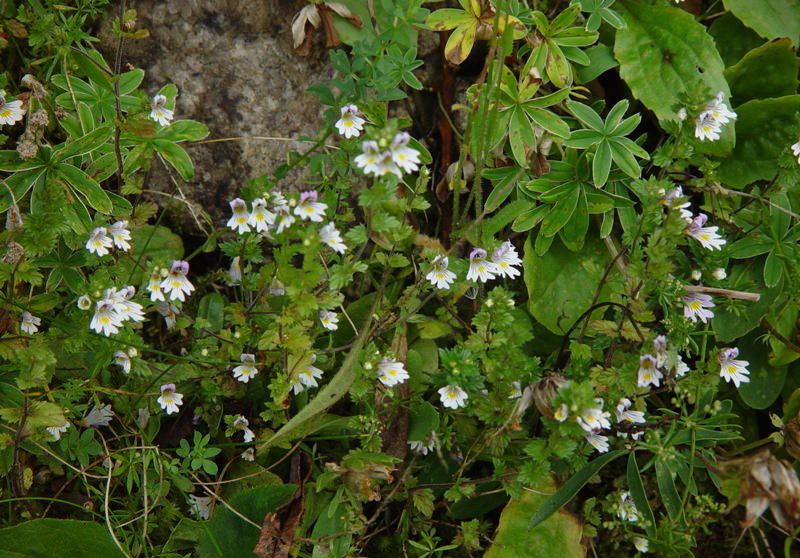 Насекомые в квартире: как избавиться от муравьев