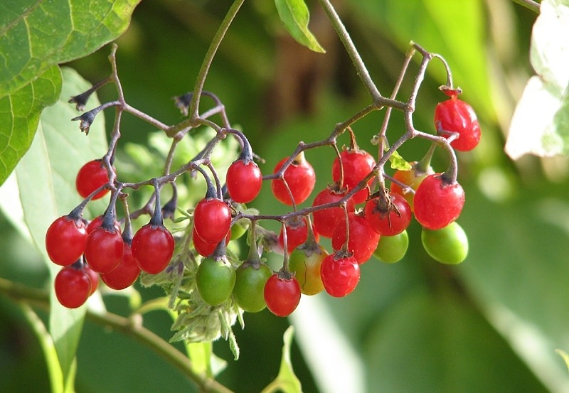 Что собой представляет паслен сладко горький?