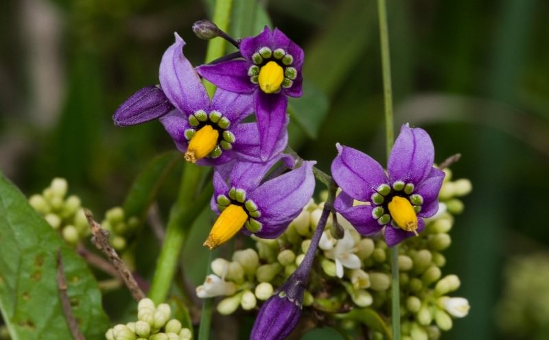 Лучшее средство от запаха ног