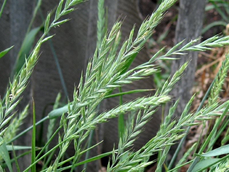 Трава пырей ползучий — сорняк или лекарство?
