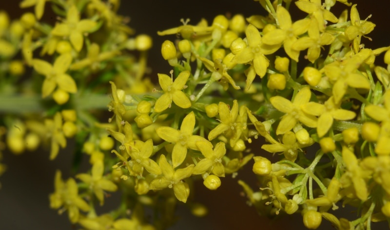 Какими свойствами обладает подмаренник настоящий