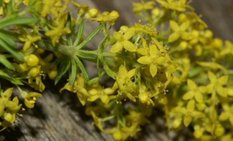 Подбор средства для стирки мембранной одежды