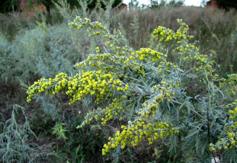 Как быстро избавиться от запаха из стиральной машинки-автомат