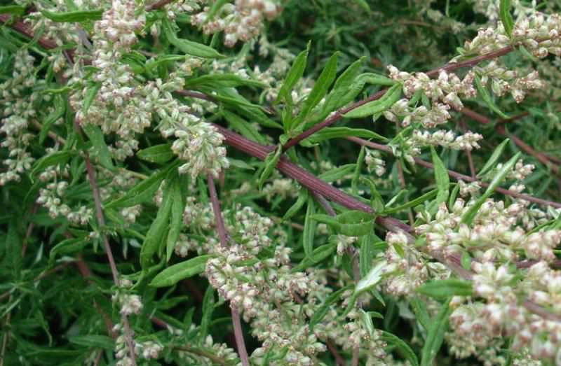 Как отстирать белые носки дома