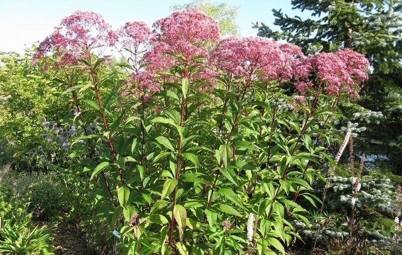 Особенности выращивания и целебные свойства посконника пурпурного