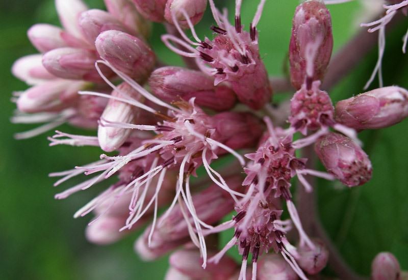 В поисках ответа: куда засыпается порошок в стиральную машину