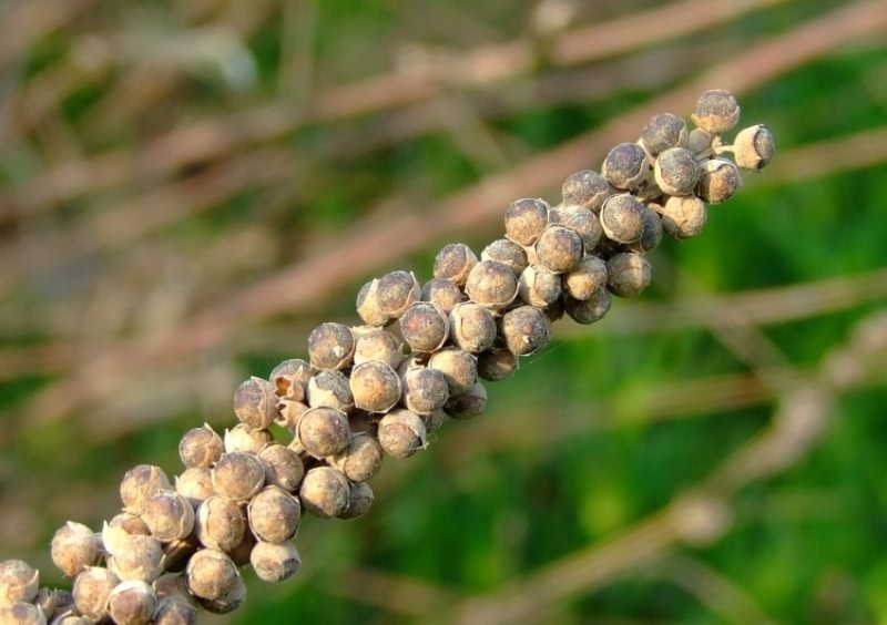 Как используют прутняк обыкновенный в медицине?