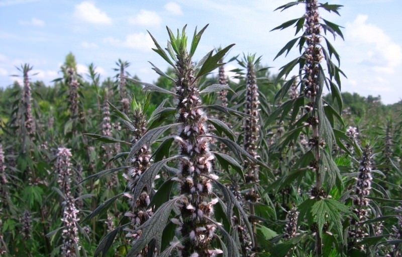 Как выглядит трава пустырник: описание и применение растения