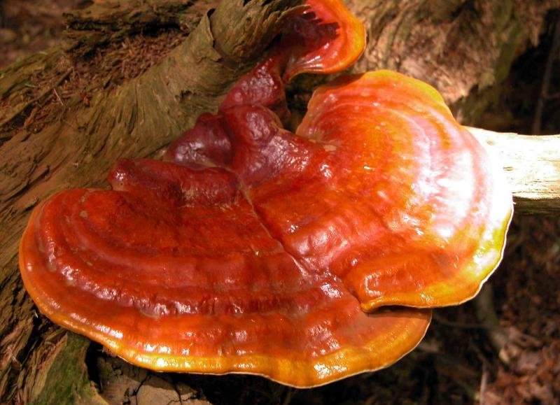 Сокровище Востока — гриб рейши