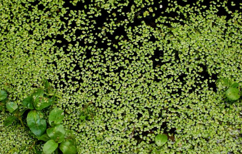 Важные свойства ряски