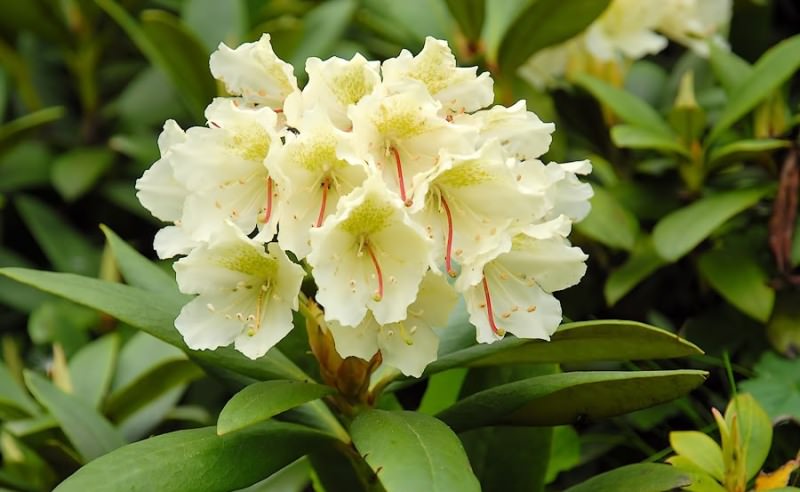 Растение рододендрон кавказский