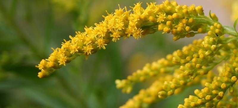 Золотая розга: основные лечебные свойства и противопоказания