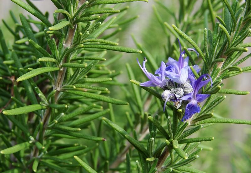 Применение розмарина лекарственного