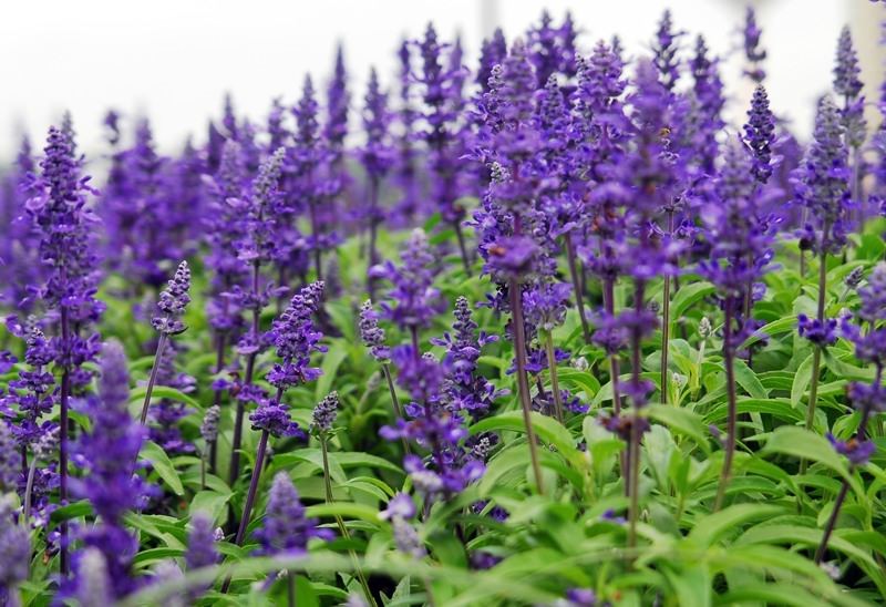 Сальвия — шалфей лекарственный