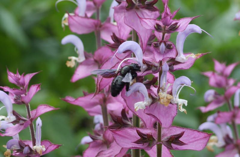 Лекарственный шалфей мускатный