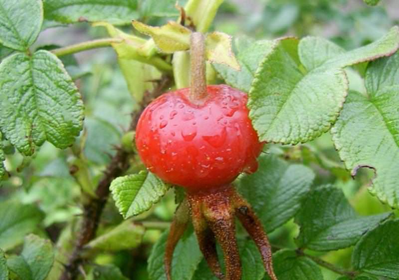 Полезный собачий шиповник