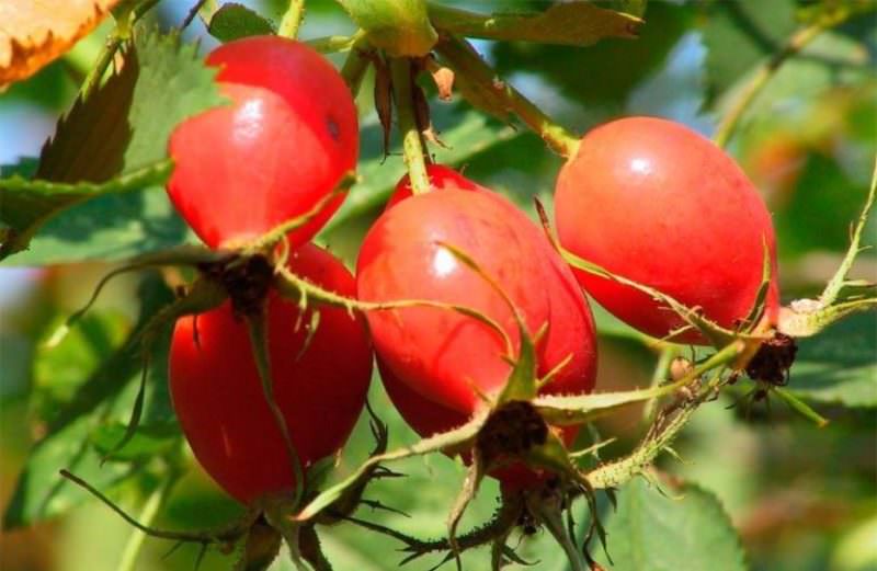 Откуда в помещении берется пыль