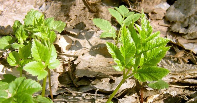 Лекарственные и гастрономические свойства сныти