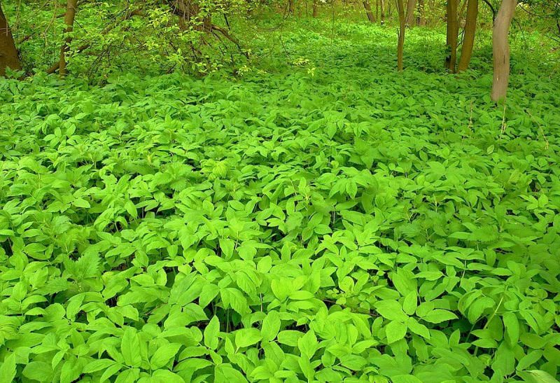 Как безопасно почистить латунь