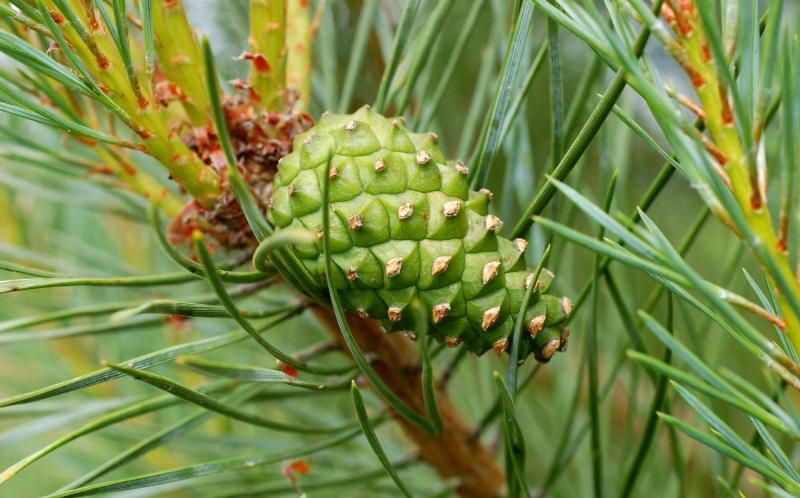 Любителям природы: что представляет собой сосна обыкновенная