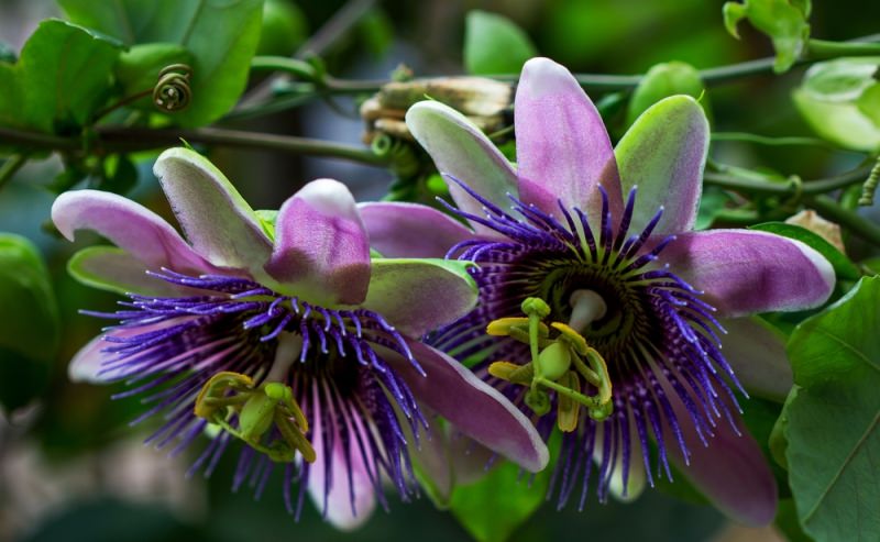 Польза и применение страстоцвета