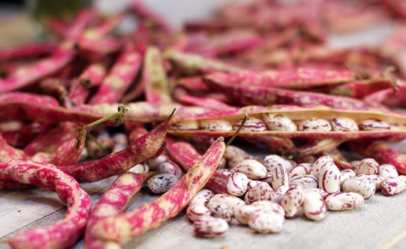 Сушеные створки фасоли: полезные свойства и противопоказания