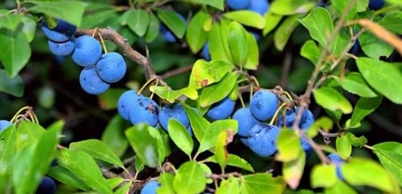 Что представляет терновник