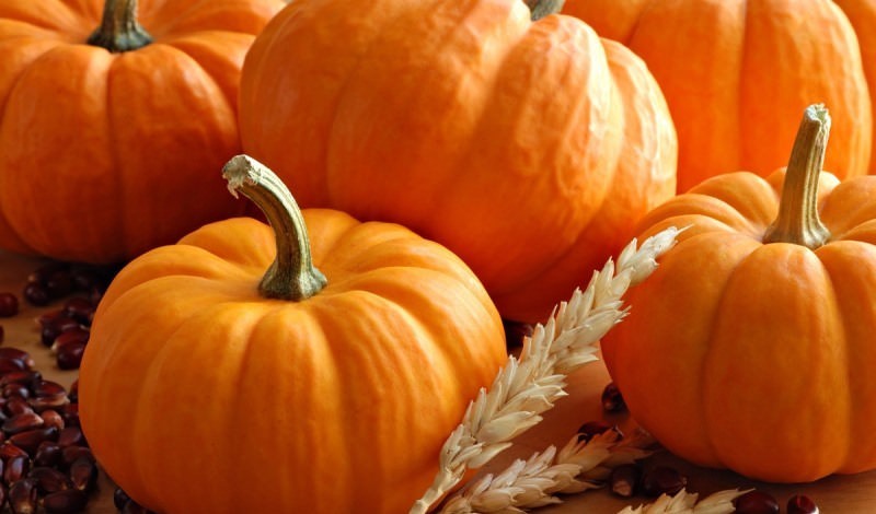 Что представляет тыква обыкновенная?