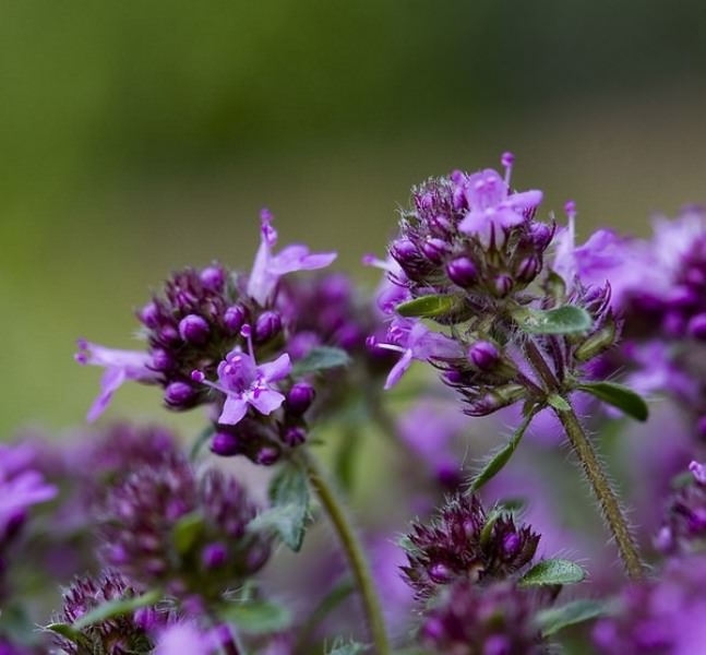 Описание и свойства тимьяна обыкновенного