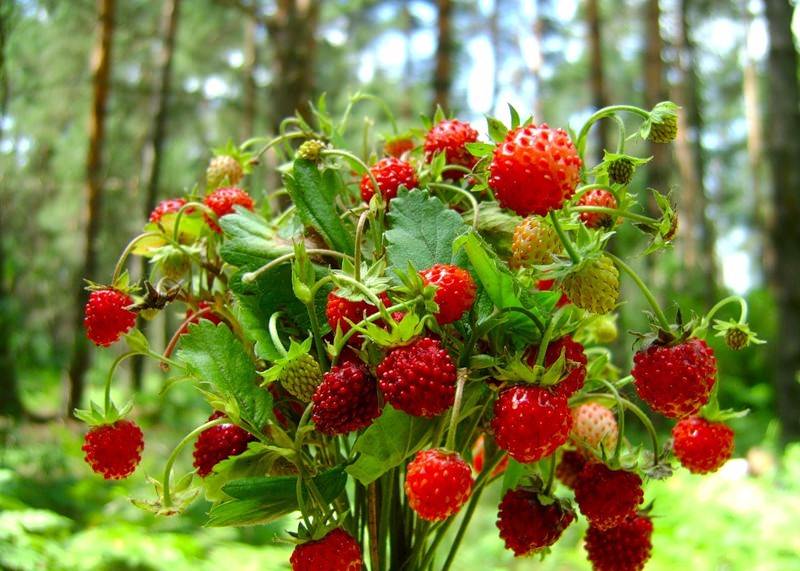 Что собой представляет лесная земляника?