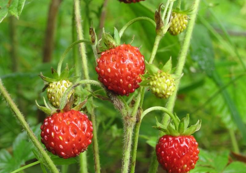 Как можно избавиться от запаха в обуви