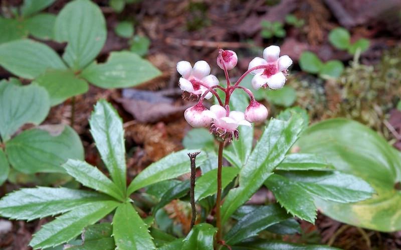 Описание и свойства растения зимолюбка