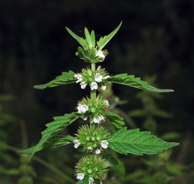 Трава зюзник