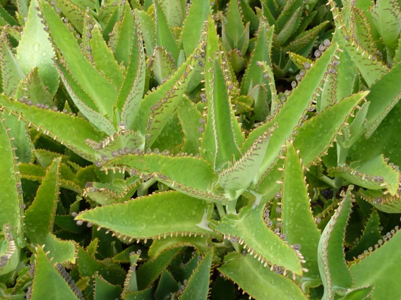 Как использовать для лечения листья и стебли каланхоэ перистого