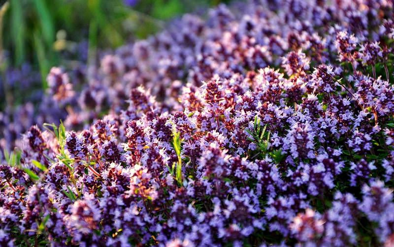 Тимьян лекарственный ползучий