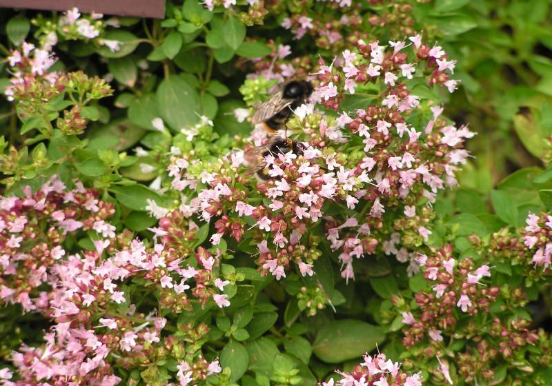 Как быстро отмыть микроволновку