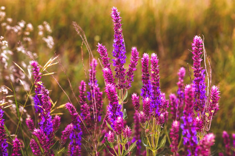 Какая лучше швабра для ламината