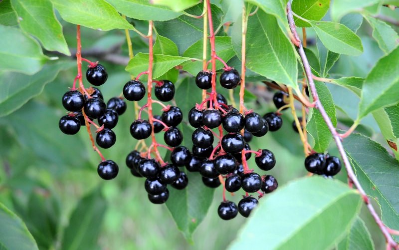 Целебные свойства черемухи обыкновенной и ее применение