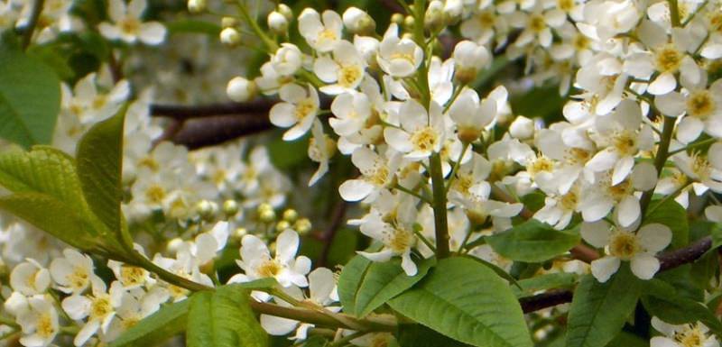 Как эффективно очистить утюг от пригоревшей ткани