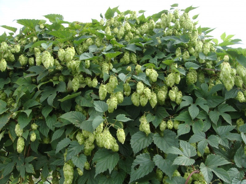 Как можно продезинфицировать квартиру